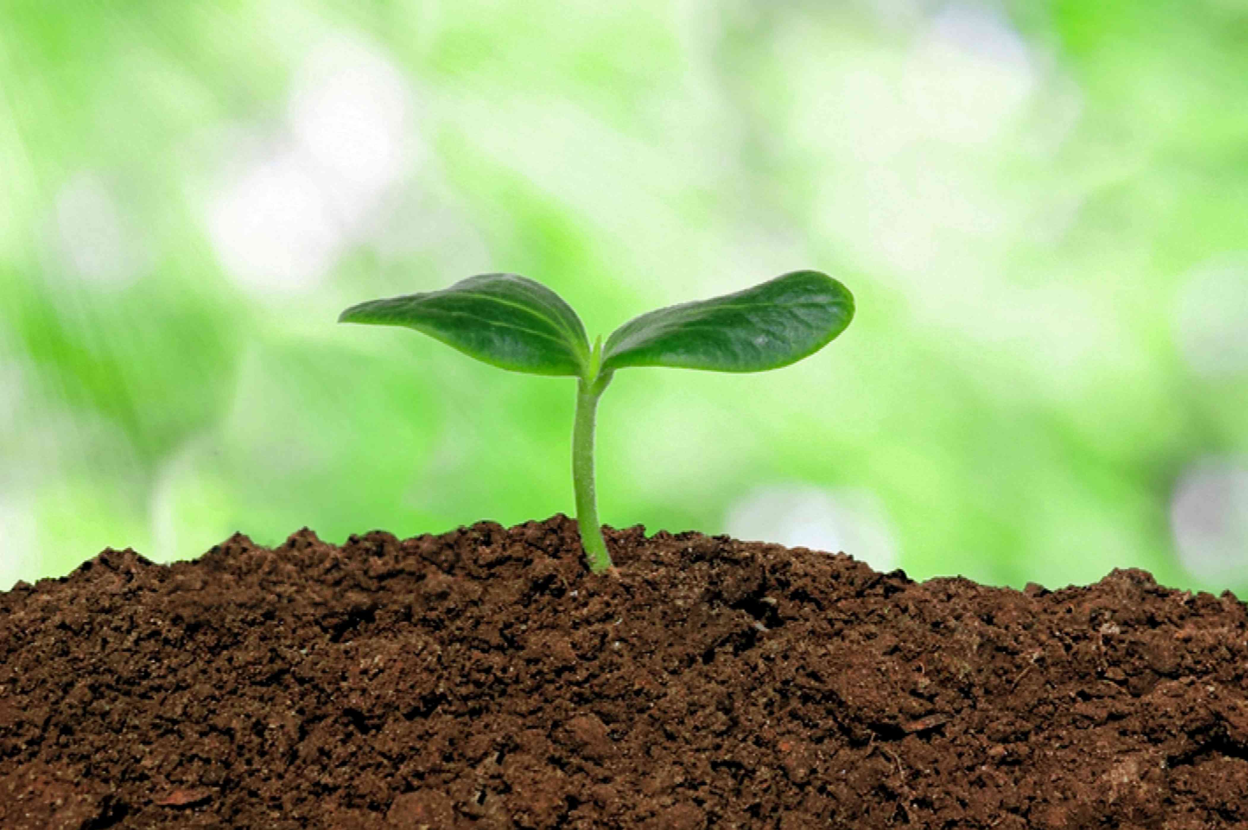 SOMSIN Smart Soil ระบบตรวจวัดคุณภาพดินและสภาพแวดล้อมการเพาะปลูก